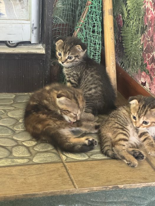 Шотландские котята