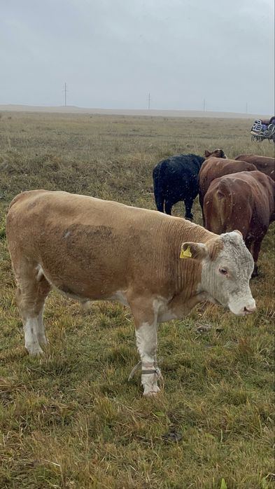 Прадается бычкиии