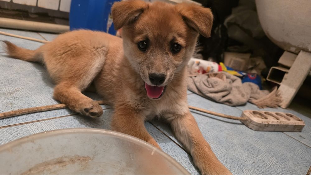 Отдам щенка бесплатно