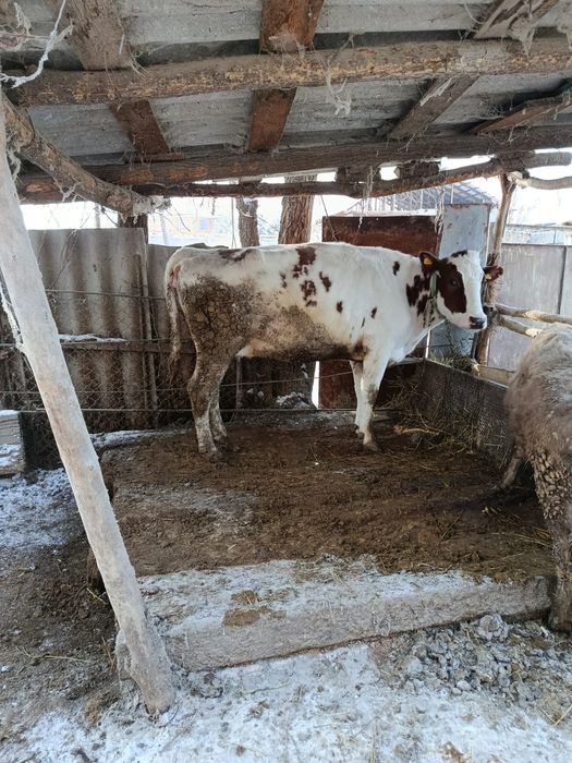 Корова на мясо продам