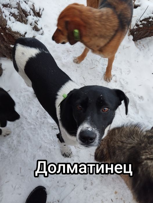 Отдам в добрые руки, собак