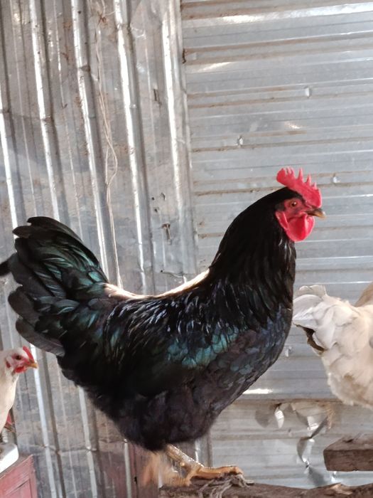 Петух қораз ортаща