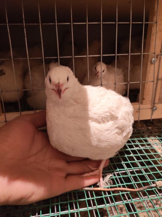 Перепалка белый гигант