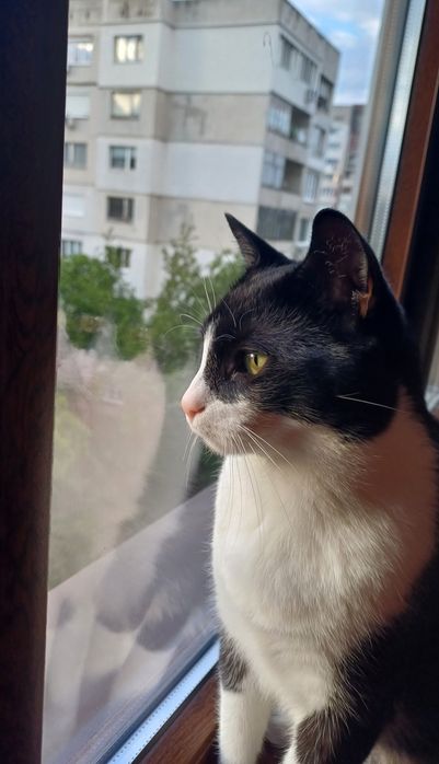 Разходка на кучета, грижи за котки и други домашни любимци. Цени.