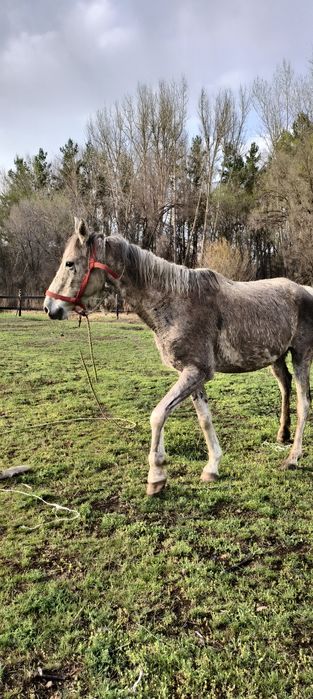 Продам арабскую кобылу