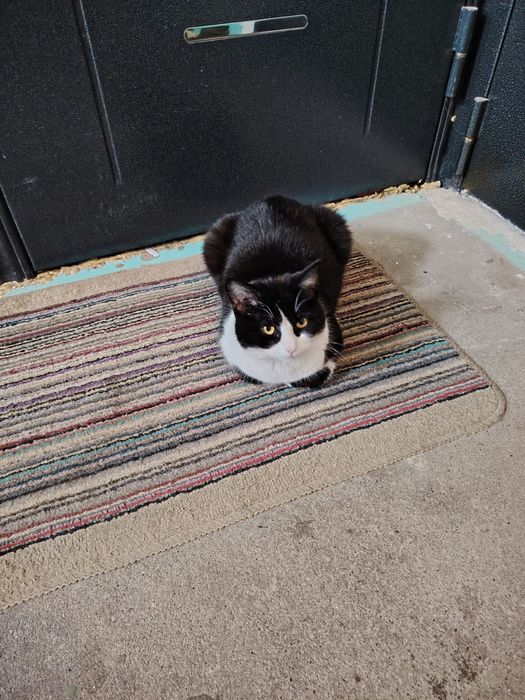 Прибился домашний котик