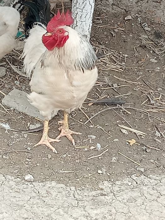 Әтеш.   сатылады