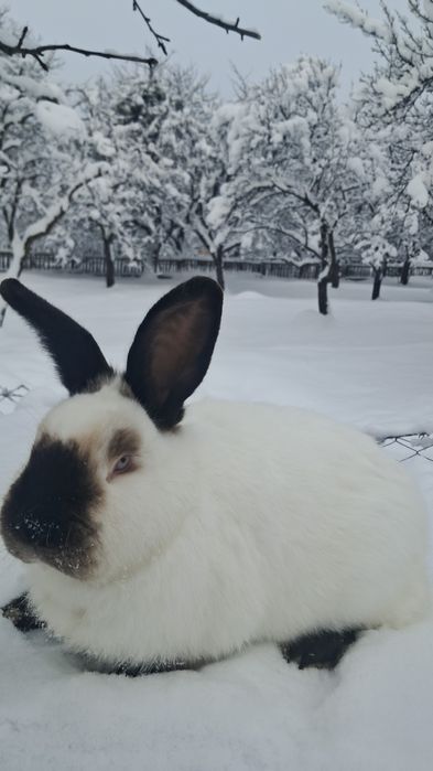 De vânzare iepuroaică