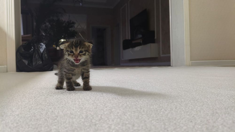 Котята очень умные