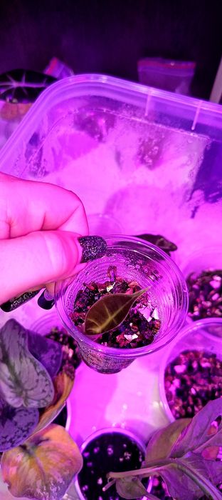 Продам деток Алоказии полли