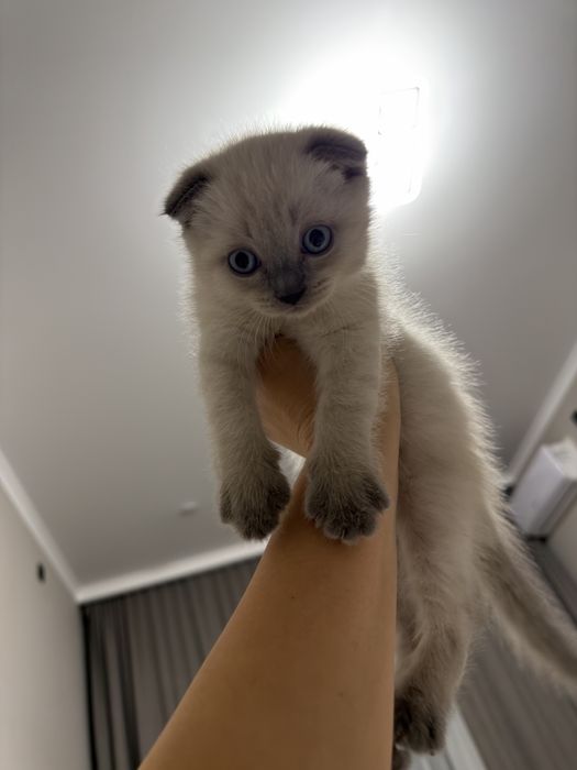 Милахи Котятки продам