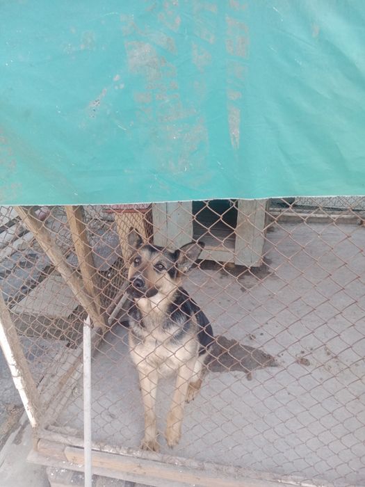 Овчарка немецкий