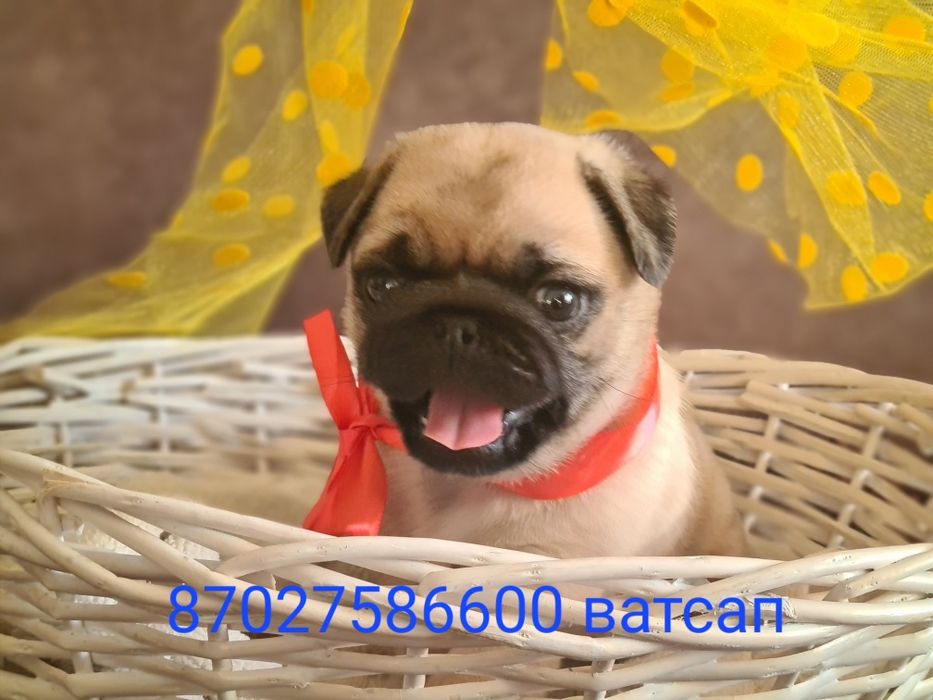 Продам щенков мопса.