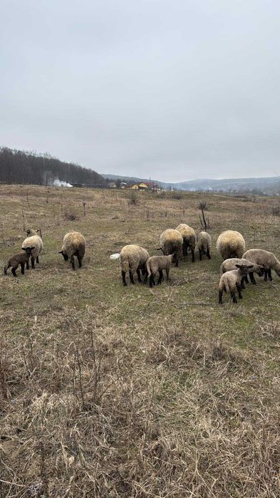 Oi sufflock de vanzare