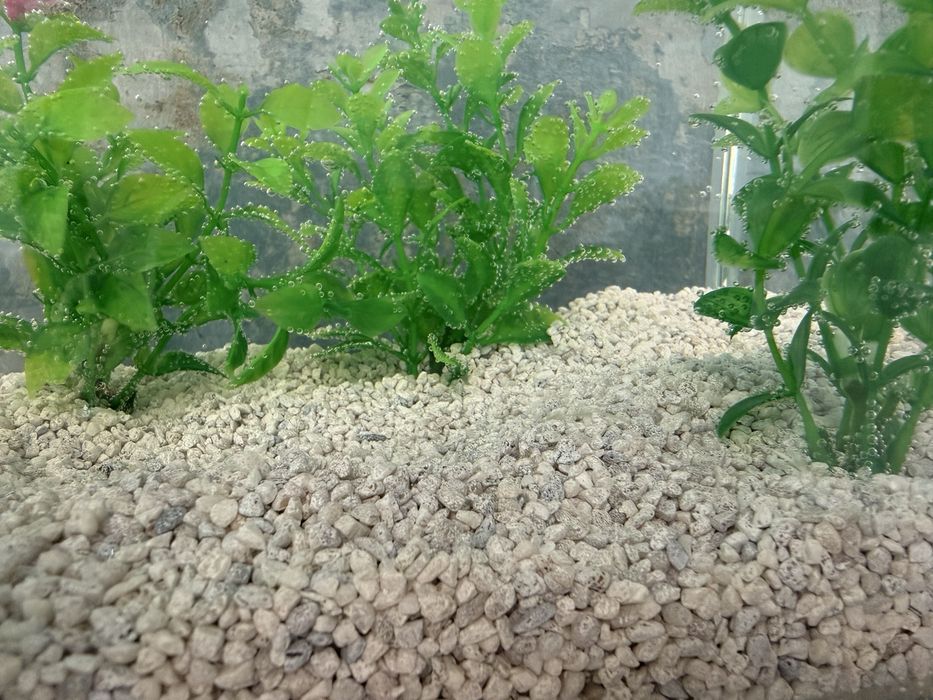 Acvariu 10 litri
