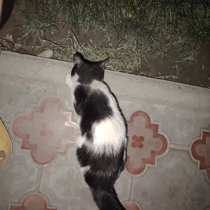 Котенок 3-5месяцев