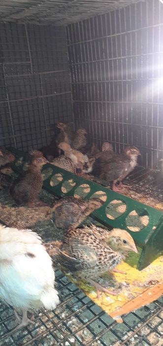 Prepelițe pui de prepeliță ouă