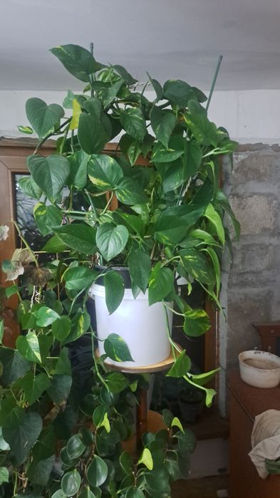 Цветы для уюта вашего дома