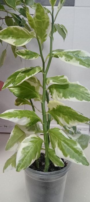 Продам цветы.разные