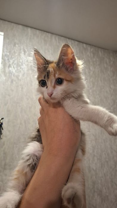 Отдам красивых котят.