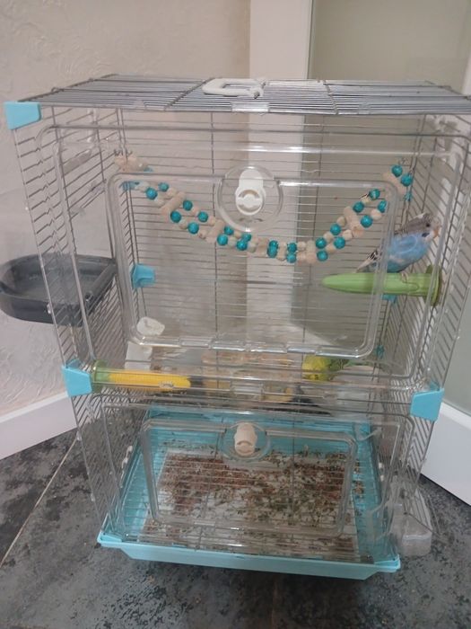 Продам  попугаев  в паре  с клеткой