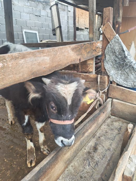 Бычок продам хороший параодистый