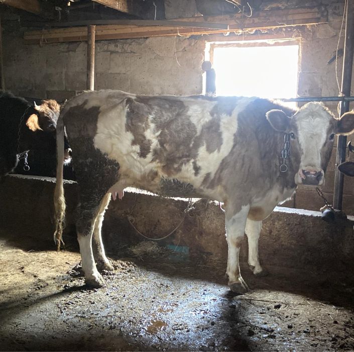 Продам коров хорошие дойные