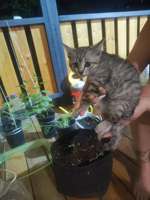 Отдам котенка даром