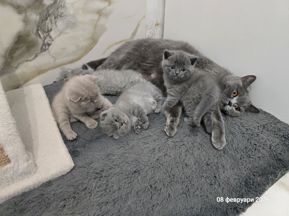 Британски котенца