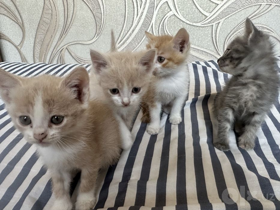 uy mushukchalari orgatilgan 2 oylik