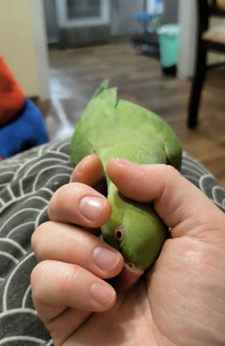 Кореллы волнистые кролики