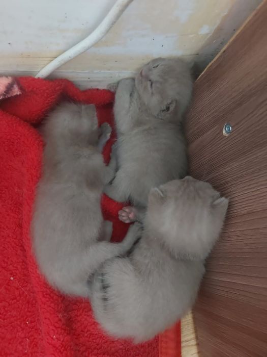Британские котята
