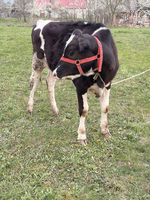 Junica holstein( 7 luni jumate) si vaca de lapte.