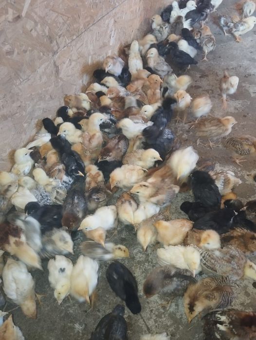 Продам циплят цветных