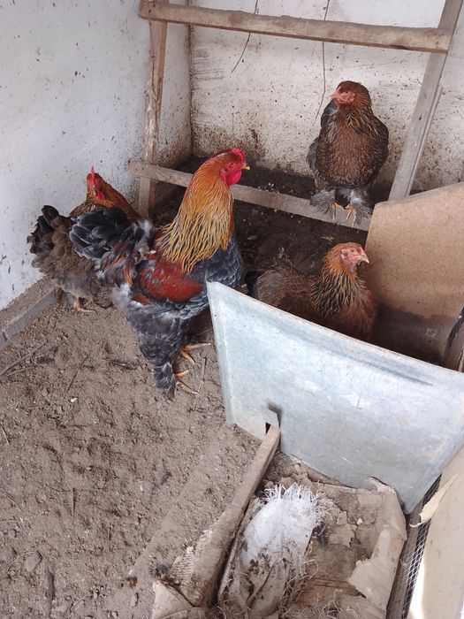 Акция и скидка Брама (Турция)