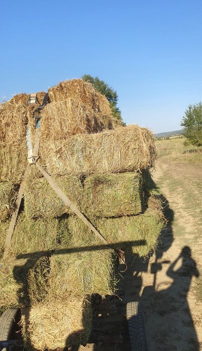 Baloti de lucernă/fân