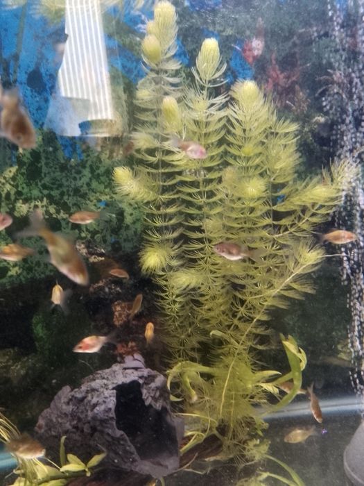 Золотые рыбки мольки 3 см