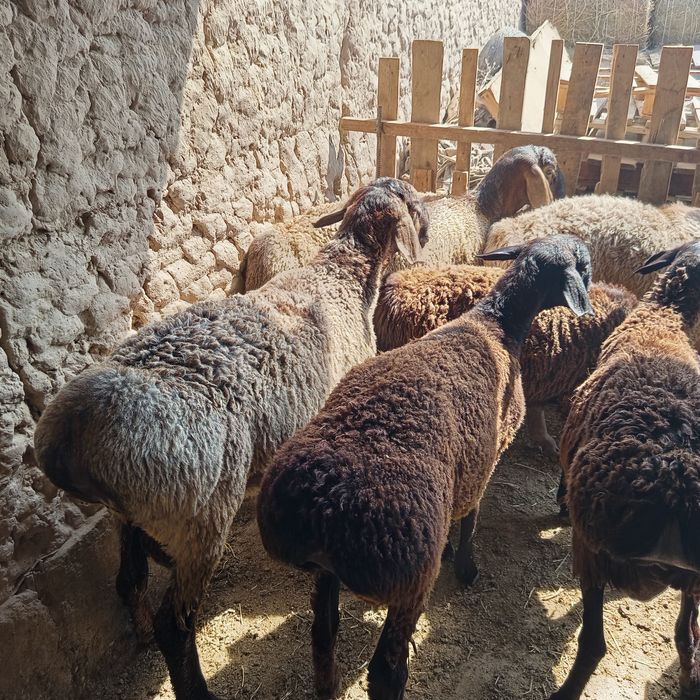 Қошқарлар сатылады