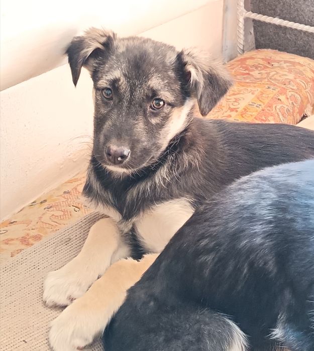 Отдам в добрые руки