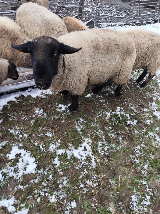 Berbec suffolk 100 kg