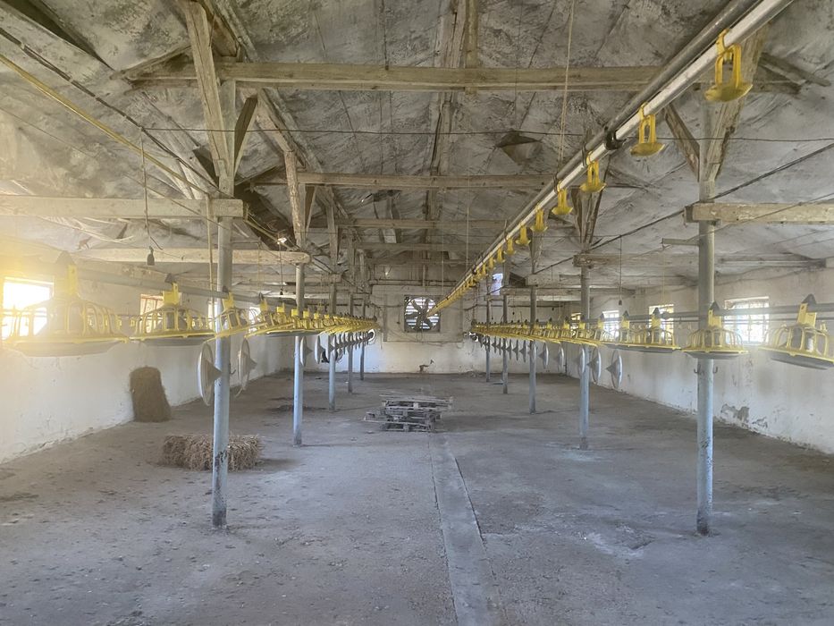 Linie furajare pui curcani