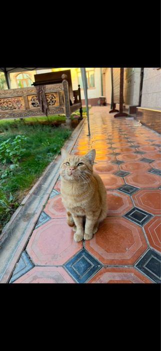 Отдам бесплатно кошку