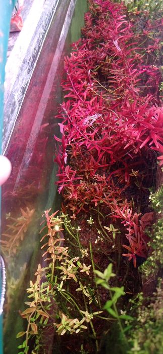 Аквариум усимликлари