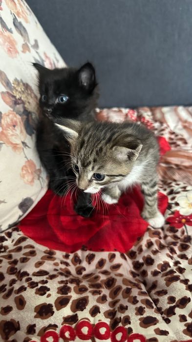 отдам котят в добрые руки
