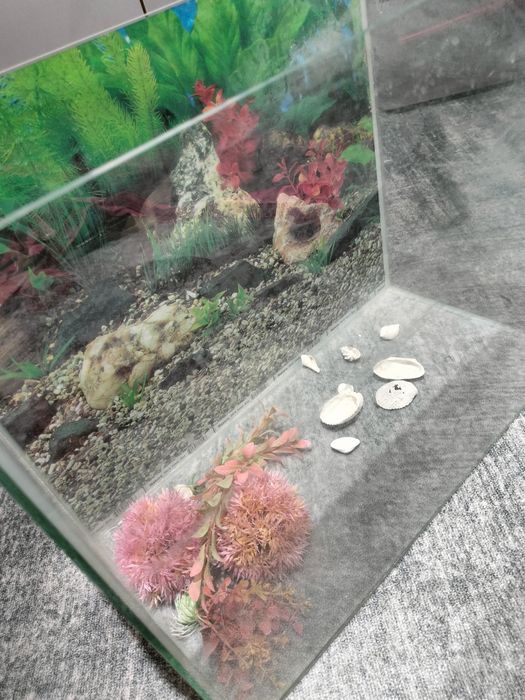 Домашний аквариум