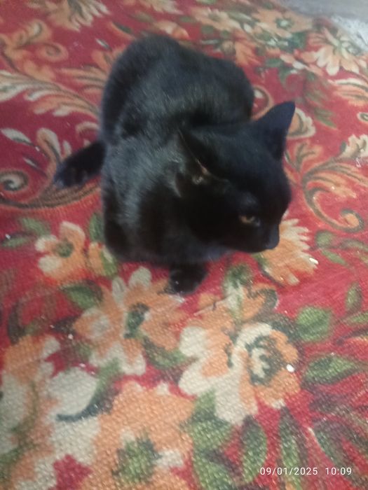 Mushuk sotiladi narhini kelishamiz