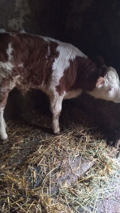 Vand vitel rasa băltească românească