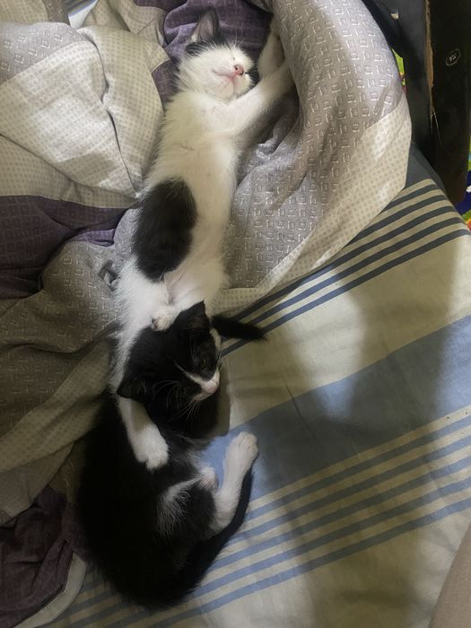 Котенок мальчик отдам в хорошие руки