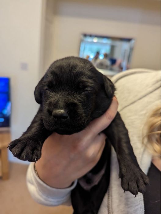 продам щенков лабрадора!