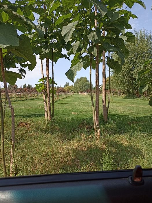 Газон живой, Дания, Оптом ³. От 40000 сум